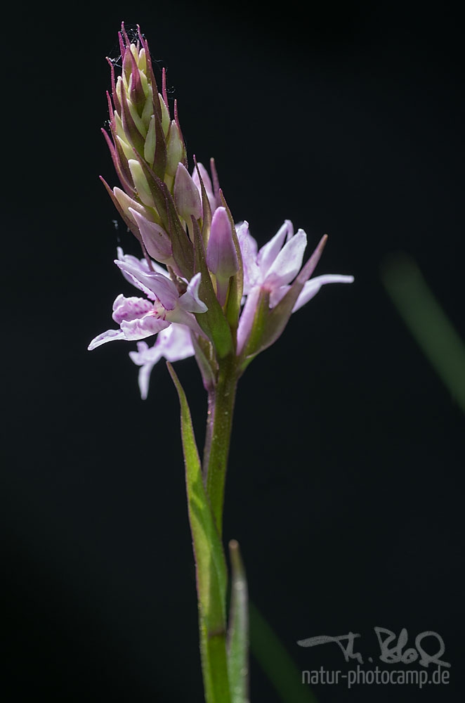 Knabenkraut