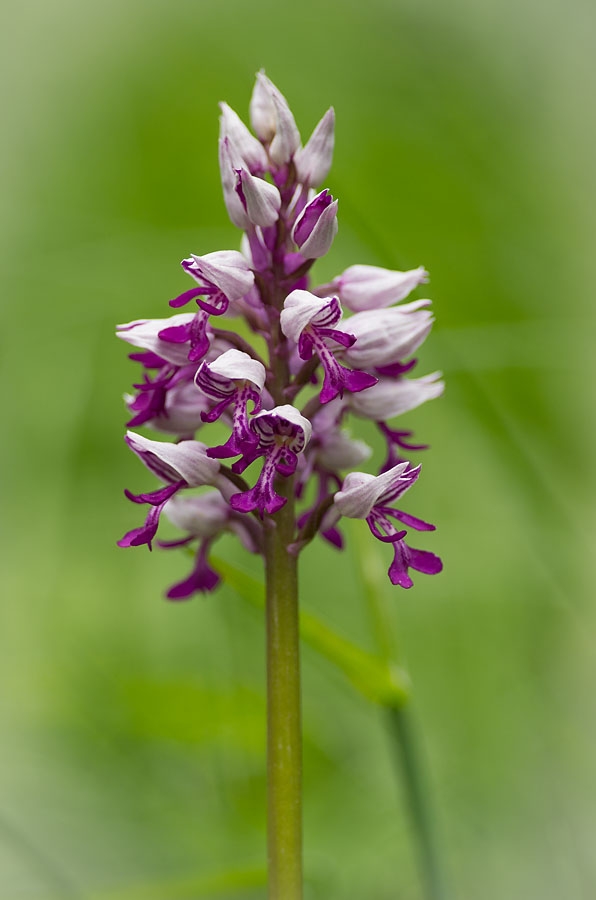 Knabenkraut