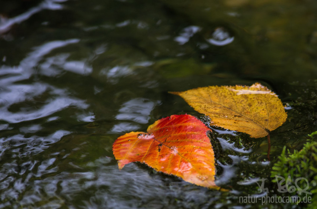 Herbstblätter