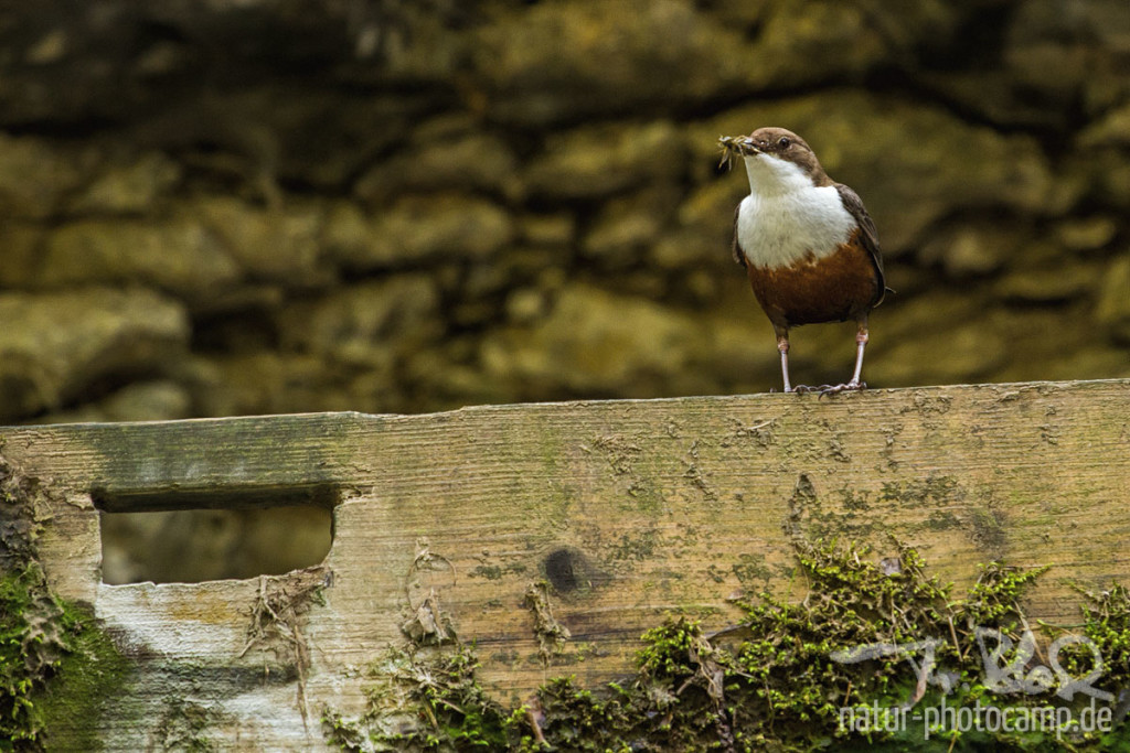 Wasseramsel in der Schlichemklamm